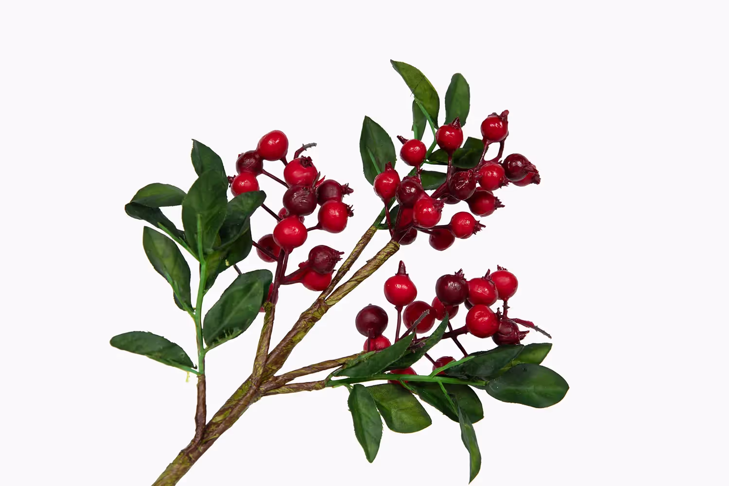 Holly